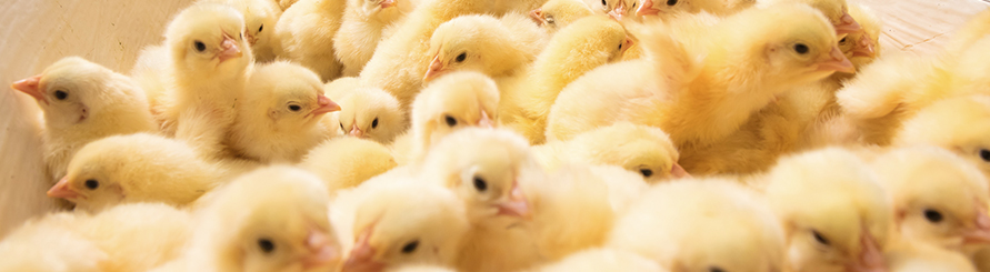 金狮贵宾会·宾至如归-尊贵显赫