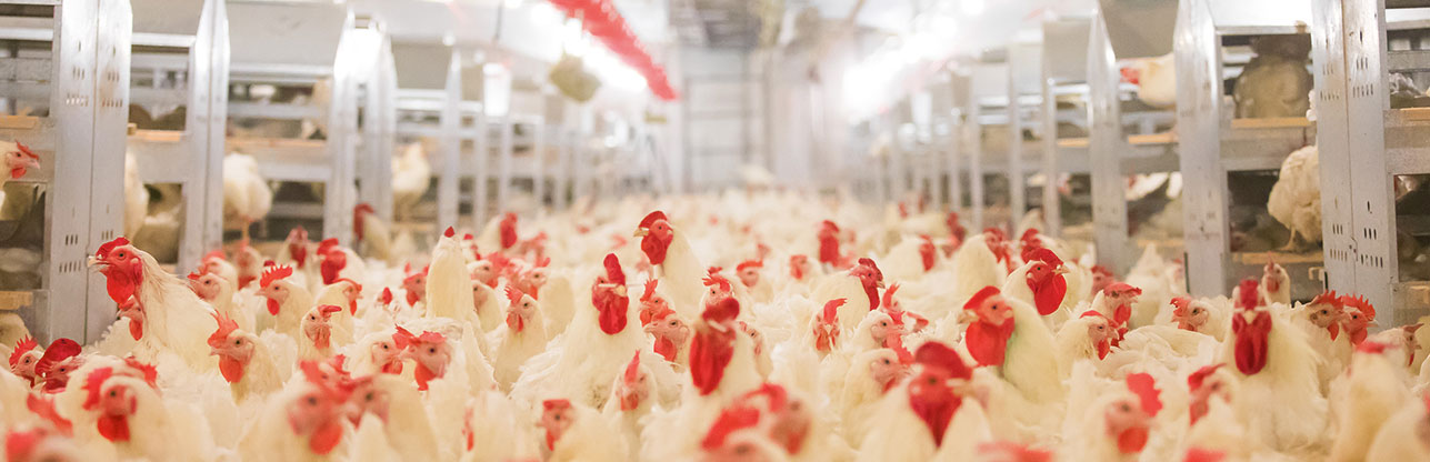 金狮贵宾会·宾至如归-尊贵显赫