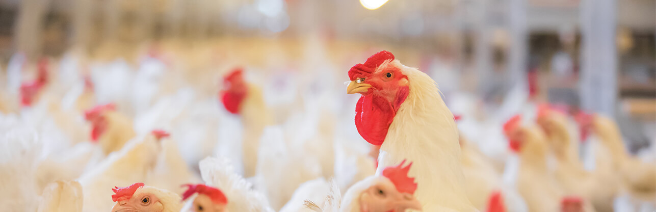 金狮贵宾会·宾至如归-尊贵显赫